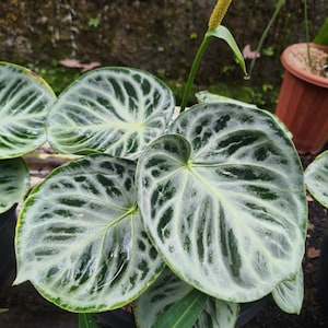 Anthurium Dorayaki Silver Chrome - Etsy