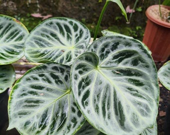 anthurium dorayaki silver chrome