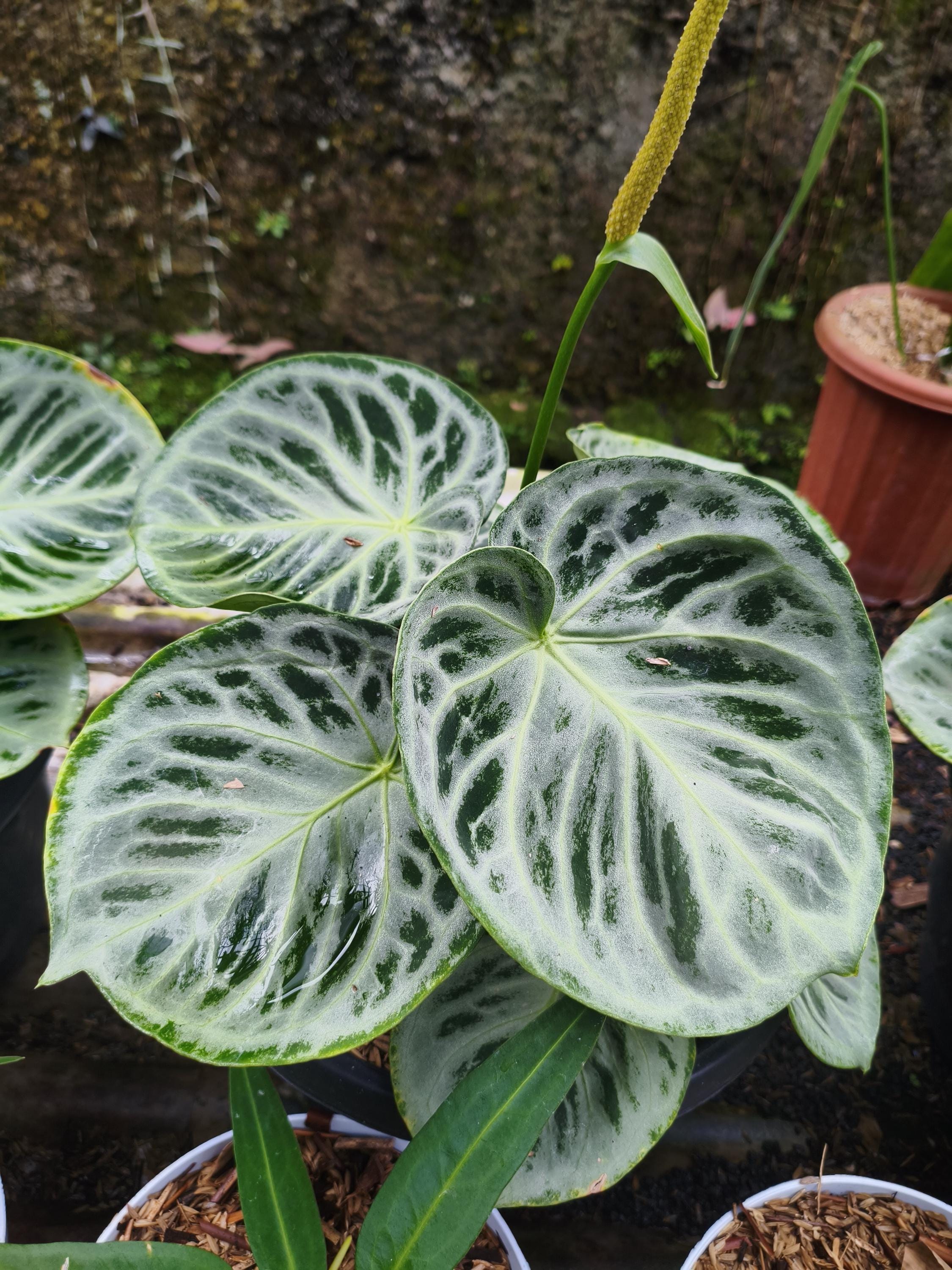 Anthurium silver blush - Etsy 日本
