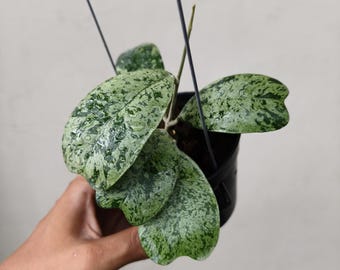 Hoya deykeae silver "morning dew" / 2-3 foglie / articolo raro / certificato fitosanitario gratuito / spedizione DHL Express