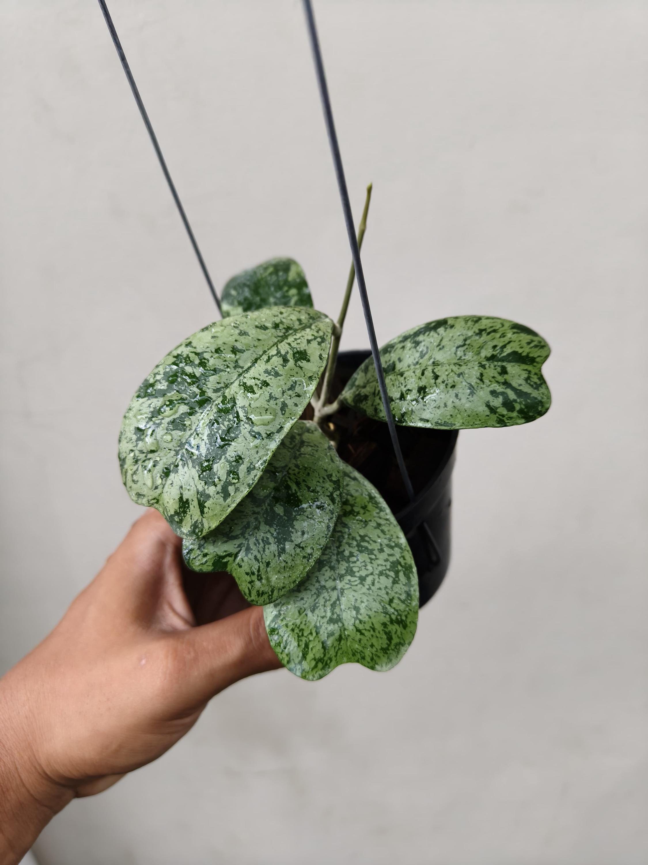 Hoya caudata gold - Etsy 日本
