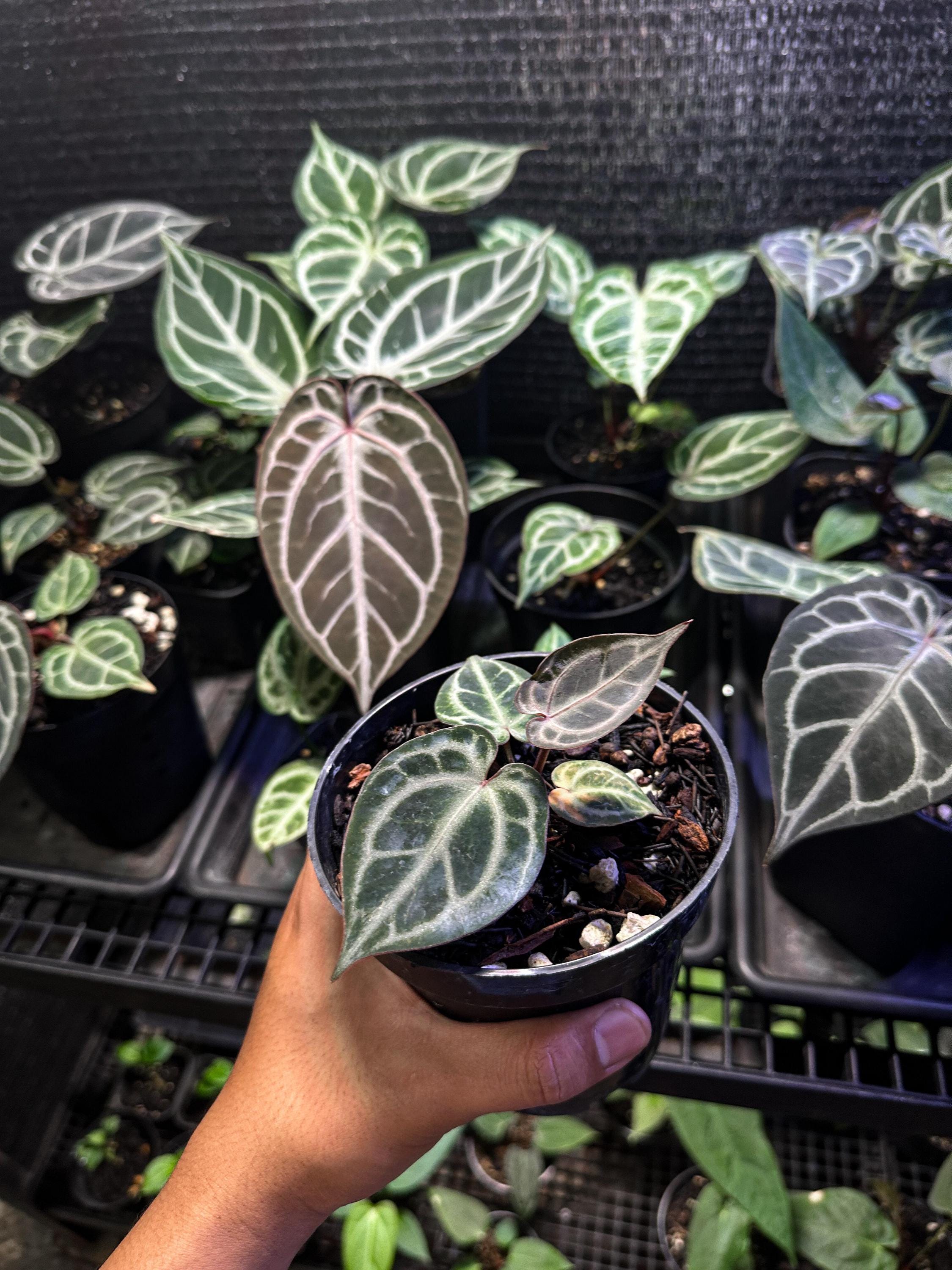 Anthurium crystallinum red - Etsy 日本 Anthurium crystallinum red - Etsy 日本
