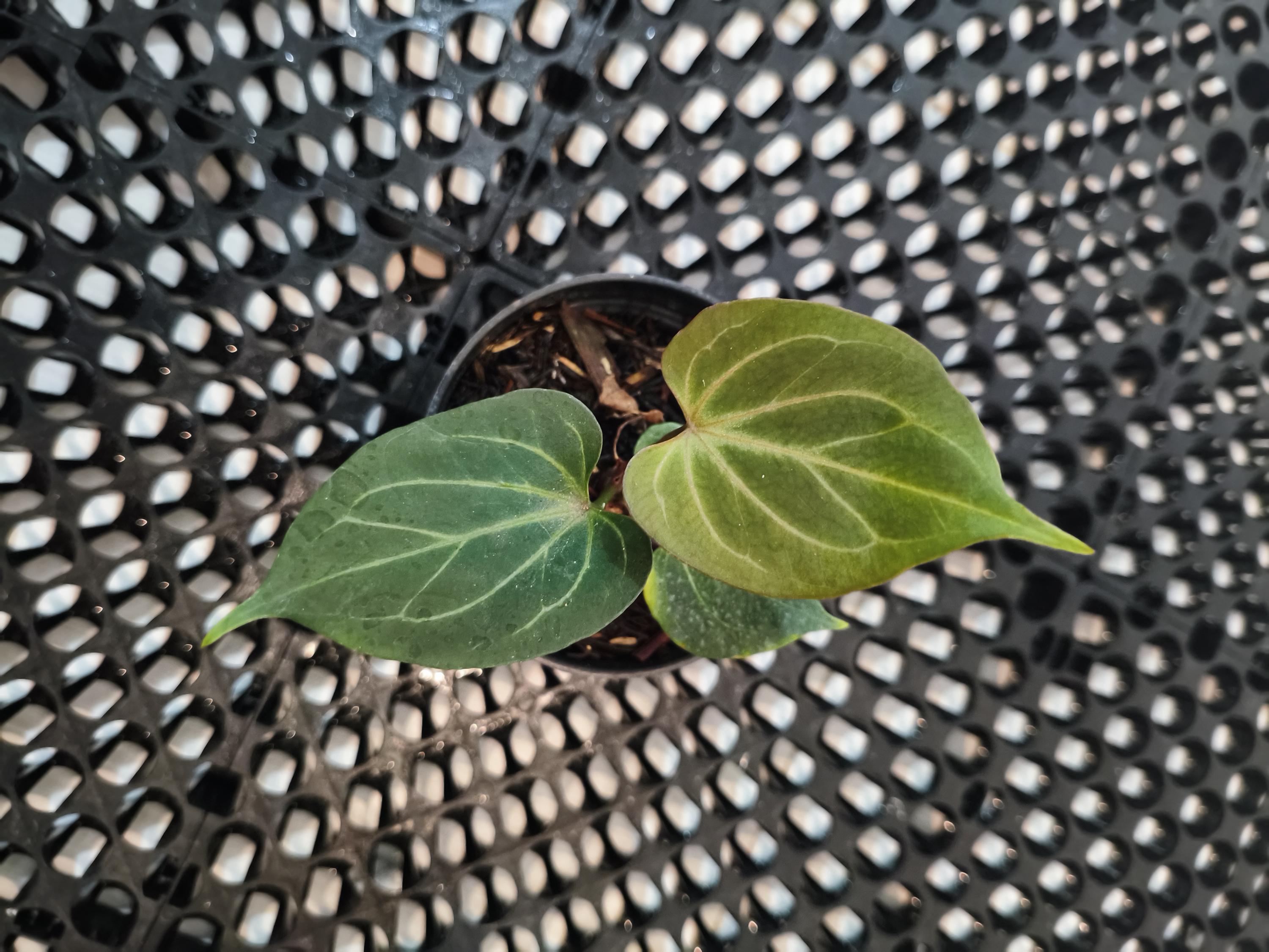 その他観葉植物 Anthurium KOS Butterfly from HU Anthurium KOS Butterfly from HU
