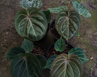 Anthurium KING OF SPADES från Mr. Haji Ulih | bästsäljare Indonesien | storlek 18-20 cm