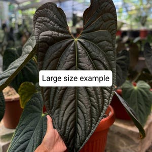 Anthurium Nachtkönigin (papillilaminum x luxurians) | kostenlos Phytosanitär