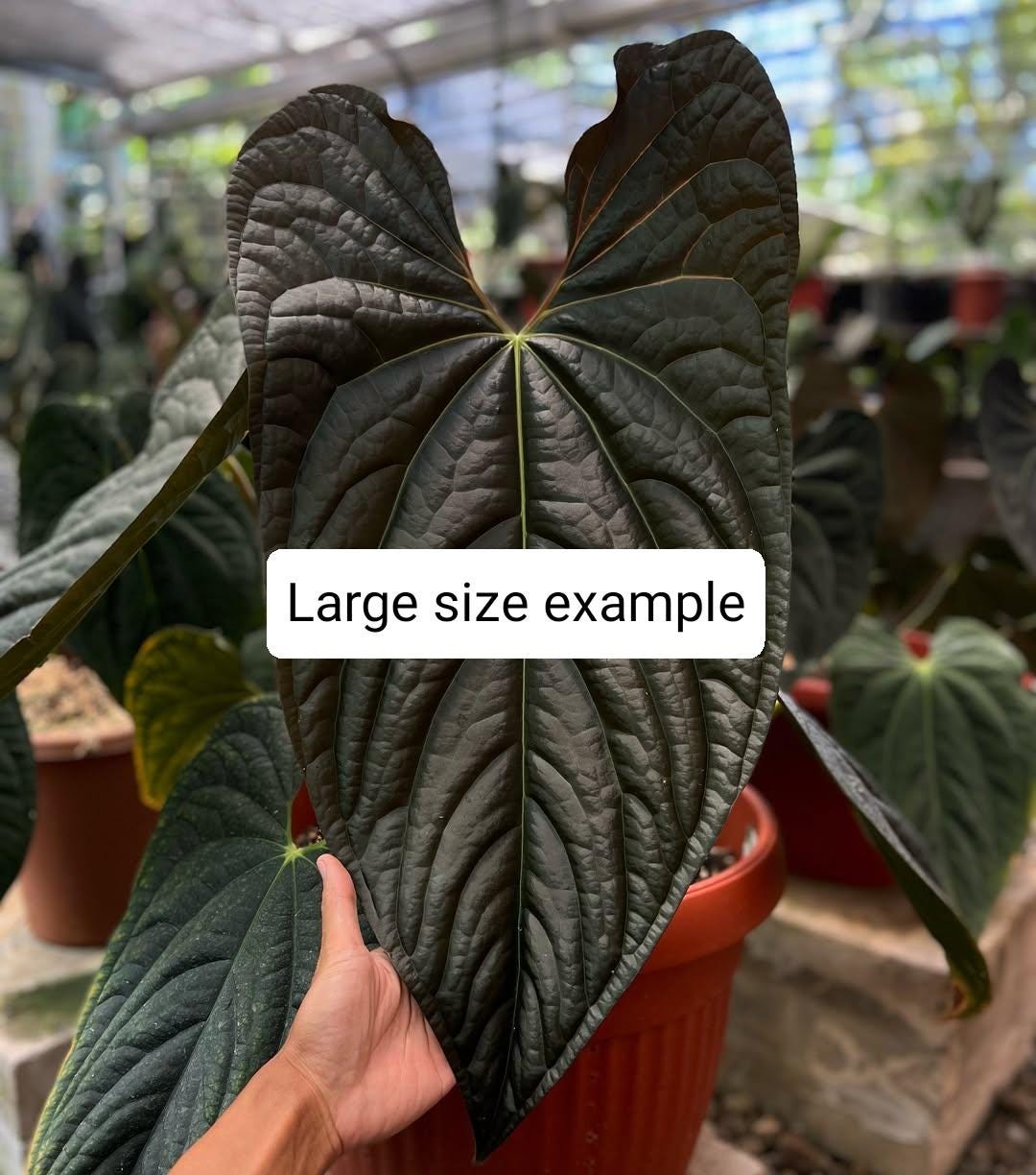 Anthurium luxurians - Etsy 日本 Anthurium luxurians - Etsy 日本