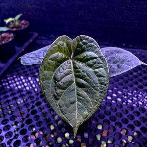 アンスリウム どら焼き × ルクシュリアンズ 植物検疫検査なし