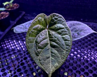 anthurium dorayaki x luxurians free phytosanitary