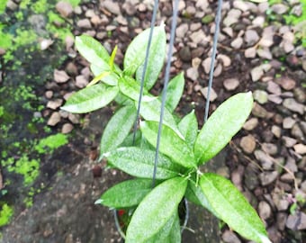 Hoya irisae silver / rara hoya da collezione / Spedizione fitosanitaria gratuita tramite DHL express in tutto il mondo