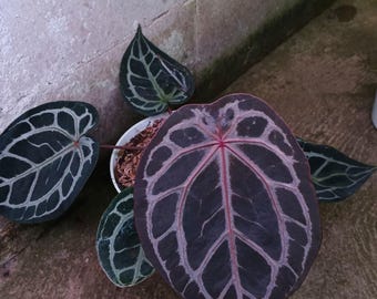 Anthurium Dockblock x (re di picche x Tigre Rossa) del Sig. Haji Ulih (HU) /