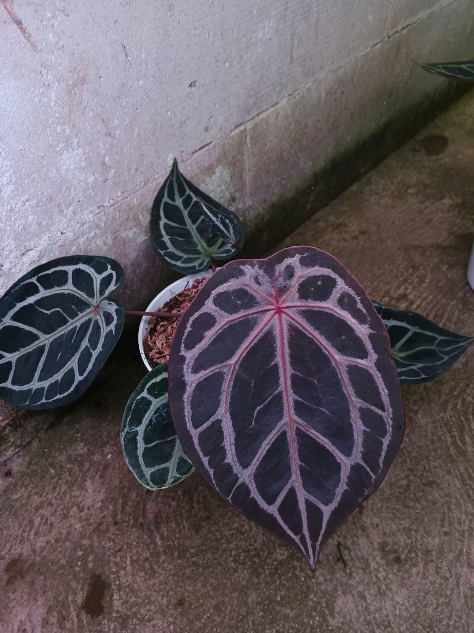 Anthurium king of spades x red crystallinum - Etsy 日本
