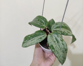 0906 ＊ホヤ ＊ Hoya ＊ latifolia ＊silver Hoya Latifolia Silver - Etsy Canada