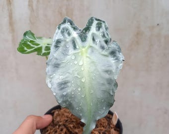 Veneno de Alocasia / Envío fitosanitario gratuito vía DHL express a todo el mundo