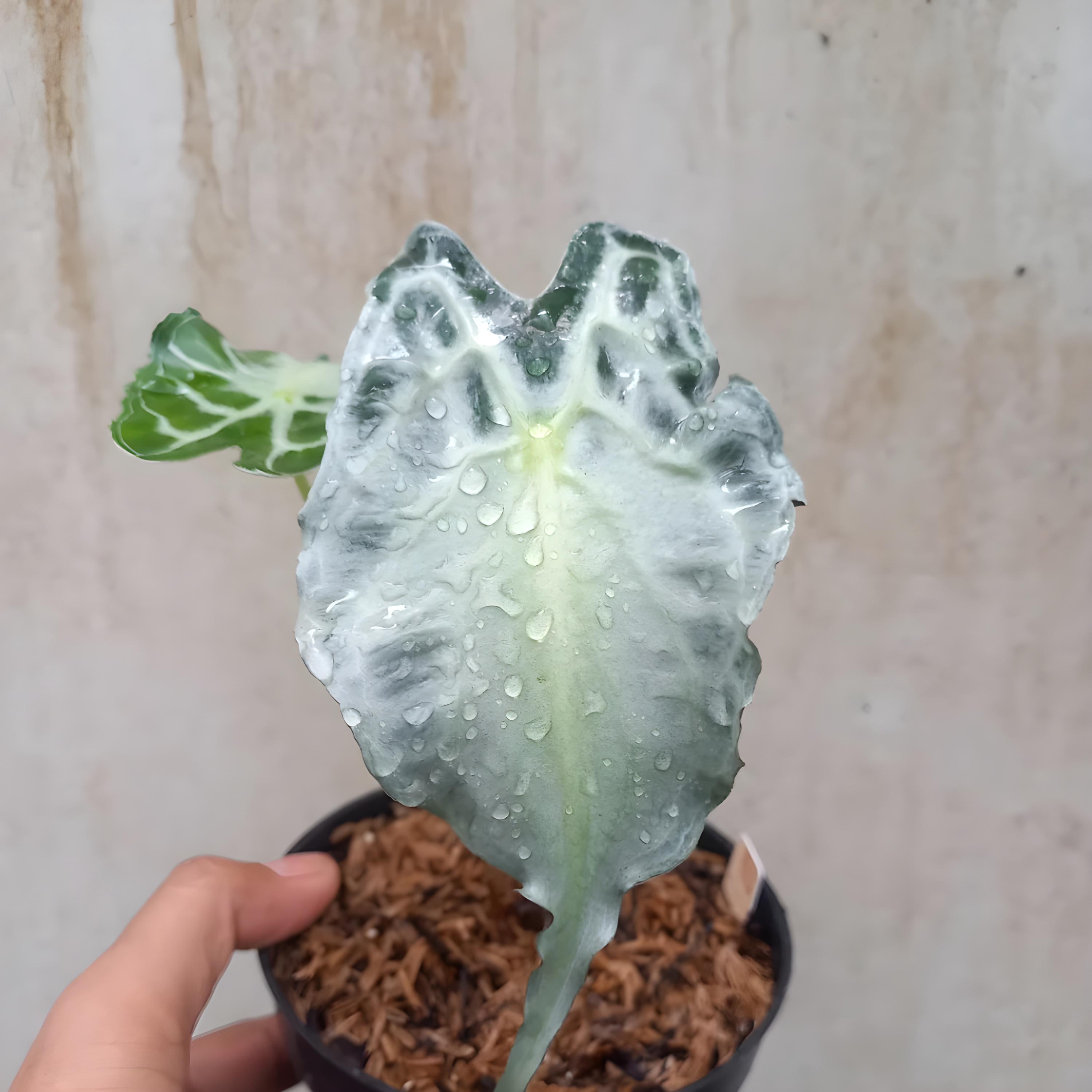 Alocasia venom - Etsy 日本
