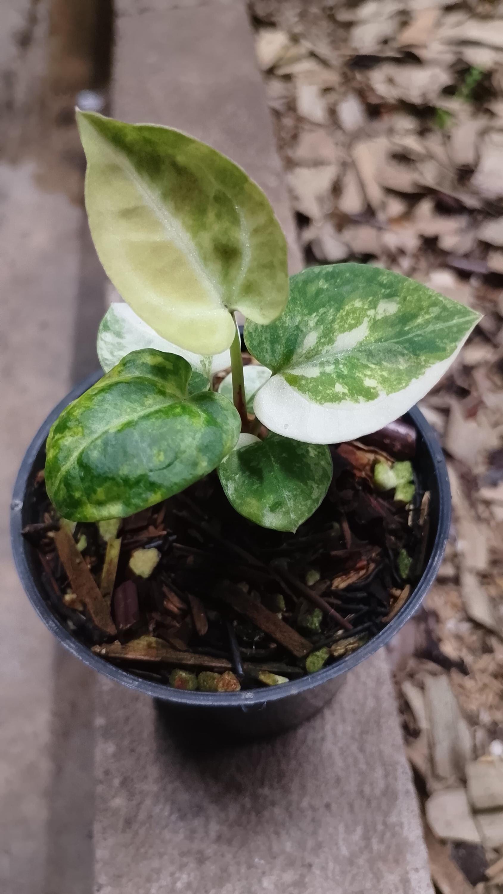 Anthurium wendlingeri - Etsy 日本