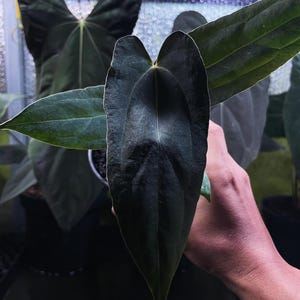 Anthurium zara x anthurium michelle - Etsy 日本 Anthurium zara x anthurium michelle - Etsy 日本