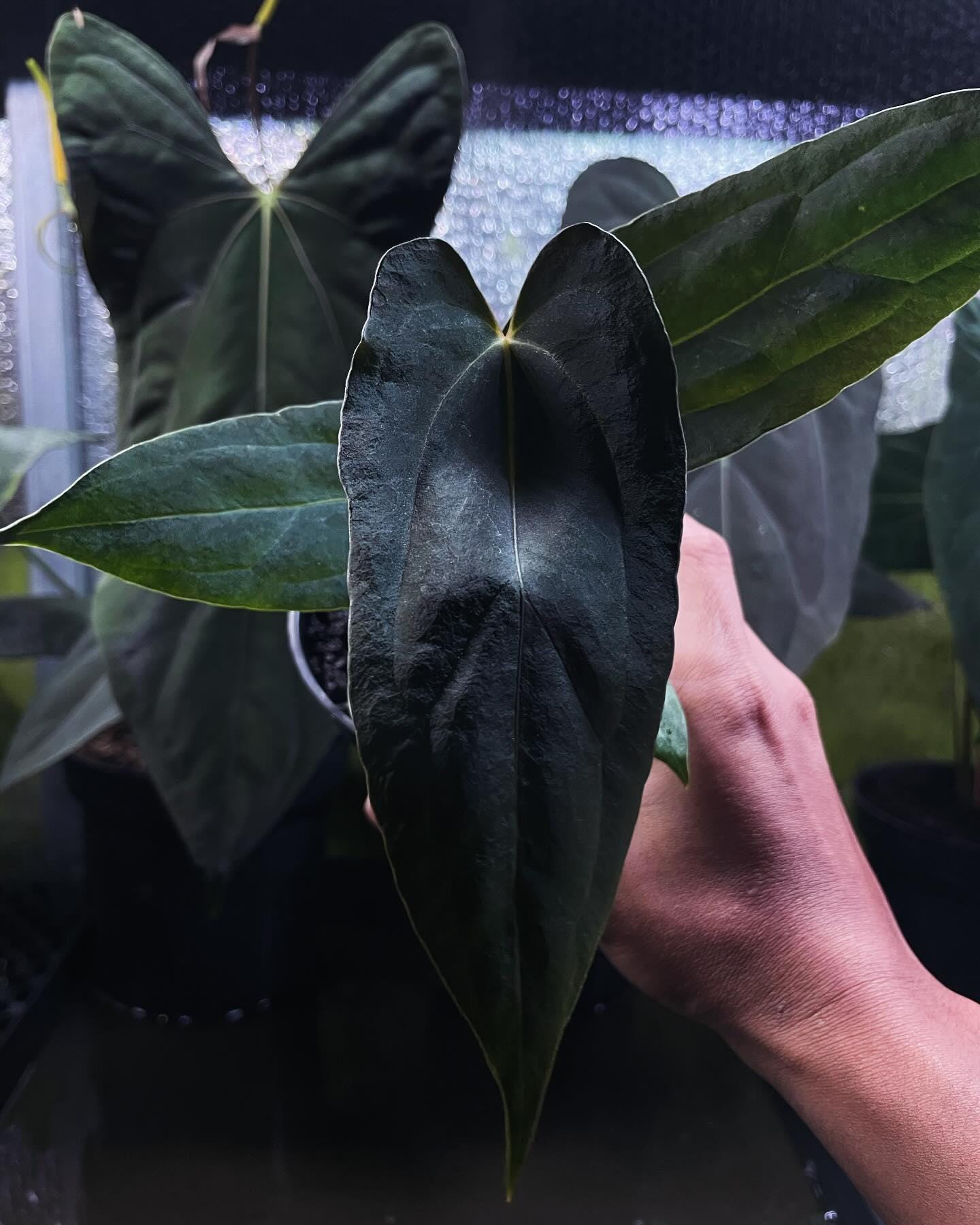 Anthurium zara x anthurium michelle - Etsy 日本 Anthurium zara x anthurium michelle - Etsy 日本