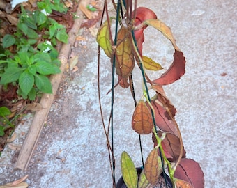 Hoya clemensiorum red | free phytosanitary include import permit and tax