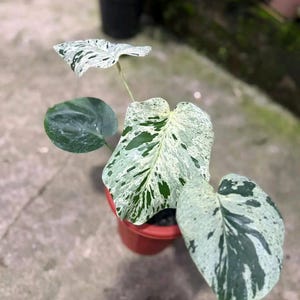 Monstera bulbasaur tissue culture - Etsy 日本