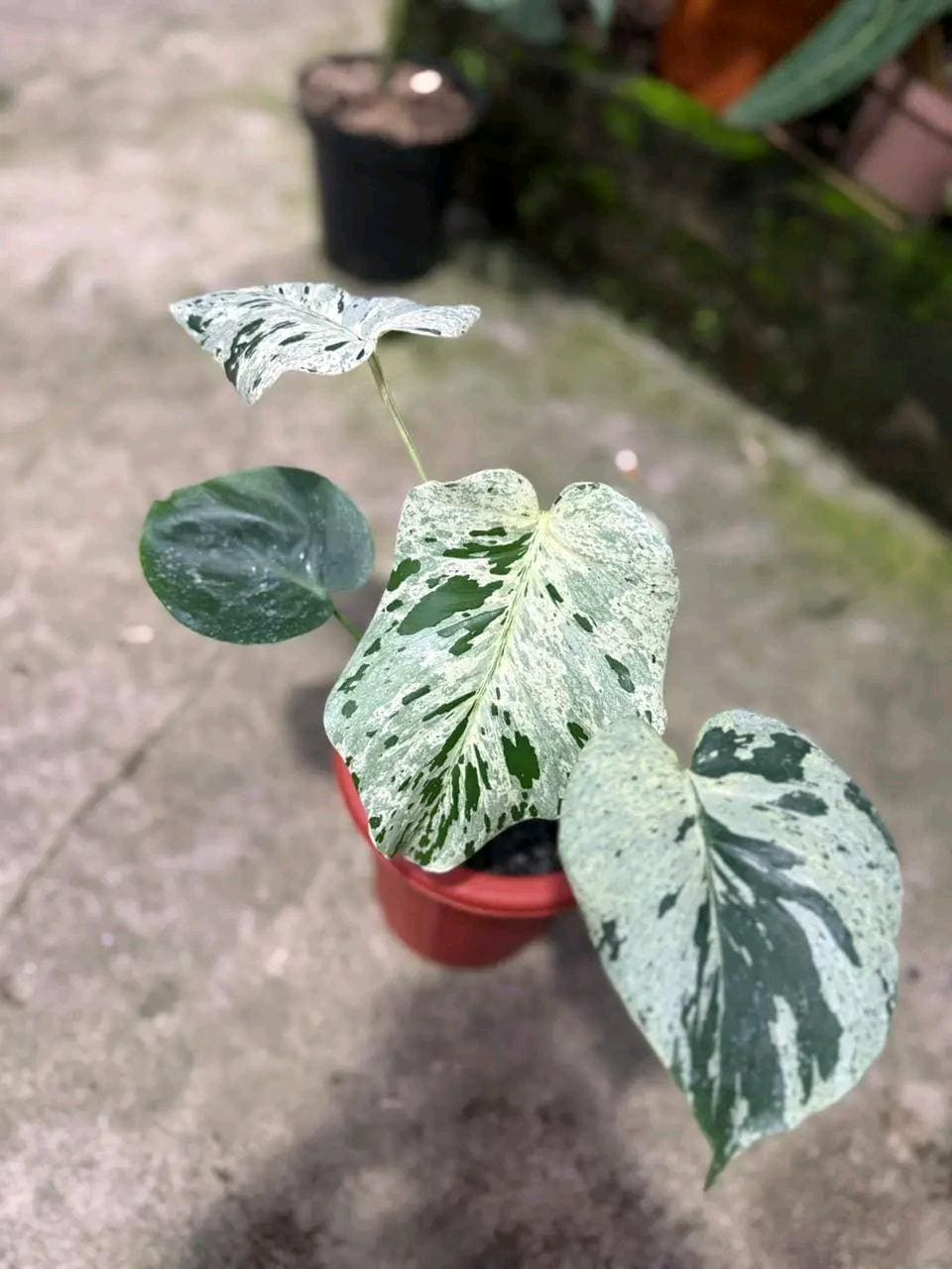 モンステラ観葉植物 - Etsy 日本