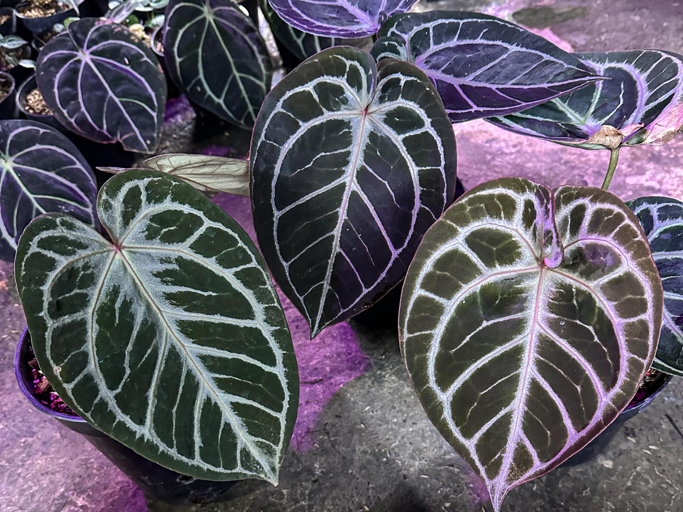 アンスリウム レッドタイガー | ラージサイズ | 植物検疫検査済み