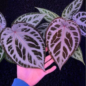 Anthurium red crystallinum - Etsy 日本