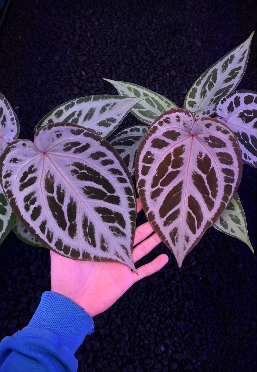 Anthurium king of spades x red crystallinum - Etsy 日本