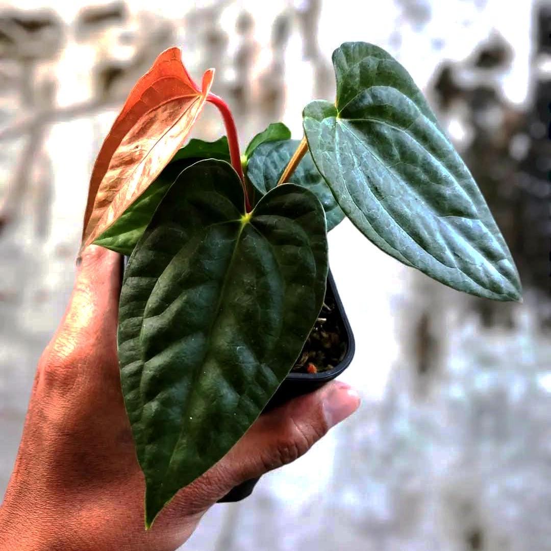 Anthurium Night Queen (papillilaminum X Luxurians) | Free Phytosanitary -  Etsy