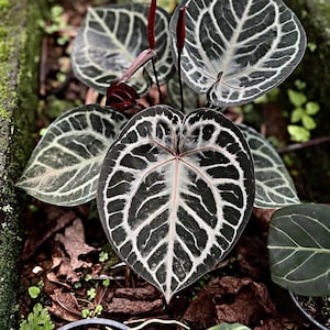 Anthurium Roter Tiger von Herrn Haji Ulih | Bestseller Indonesien