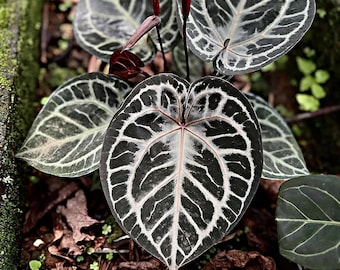 Anthurium Red Tiger by Haji Ulih - Etsy