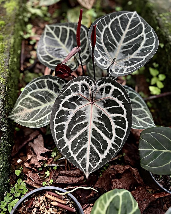 Anthurium Red Tiger From Mr. Haji Ulih | Best Seller Indonesia - Etsy