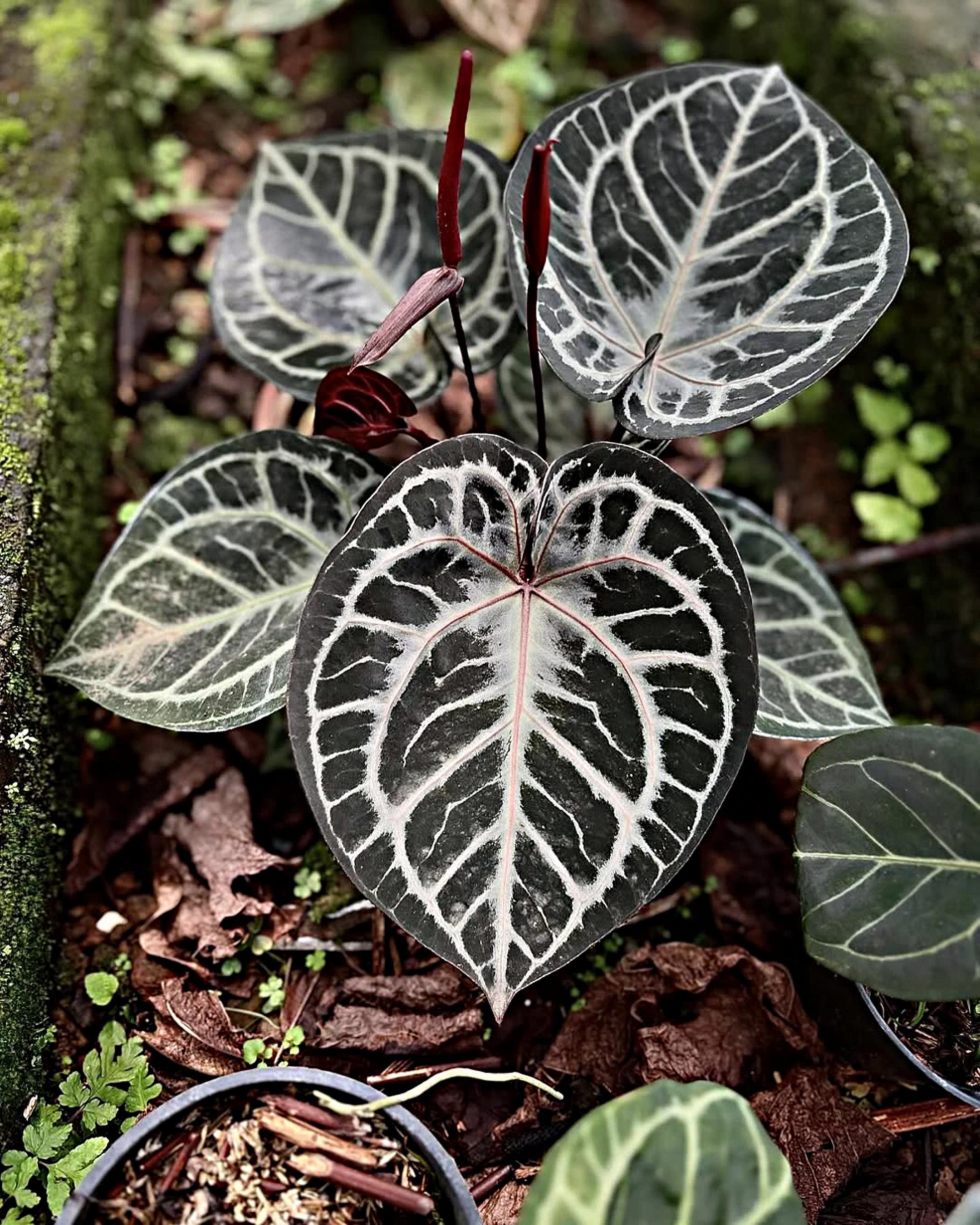 Anthurium Red Tiger - Etsy