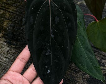 anturio azul papilaminum x (hulk x naomi)