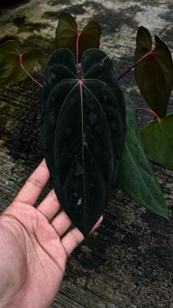 Anthurium Blue Papilaminum X (hulk X Naomi) - Etsy Canada