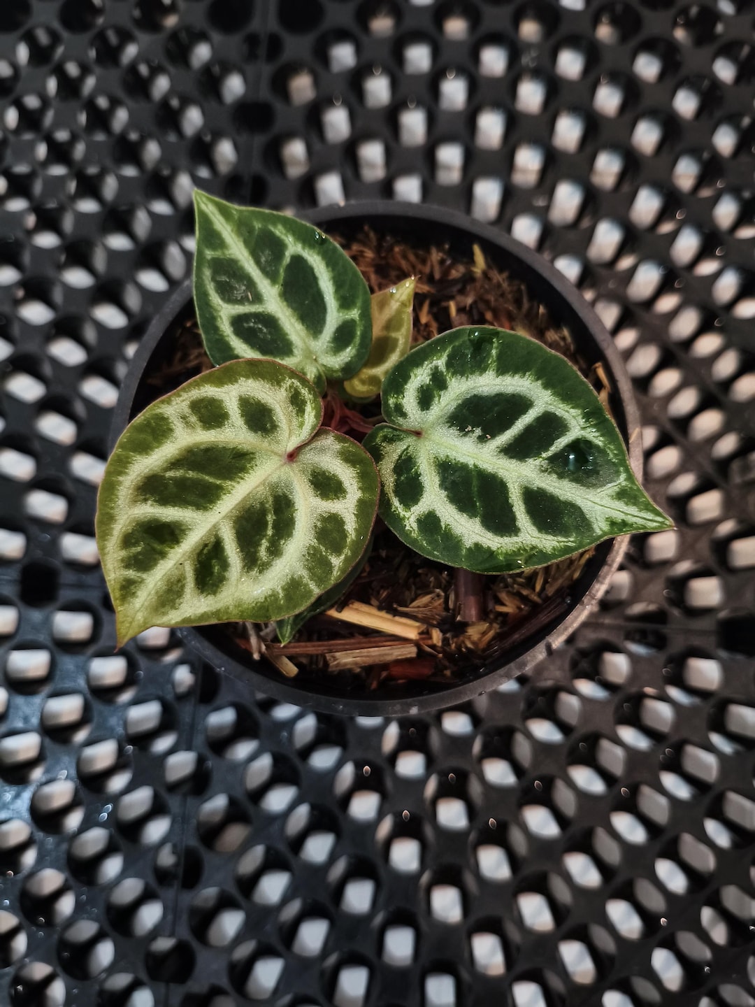 Anthurium Red Tiger (king of Spades X Red Crystalinum) Best