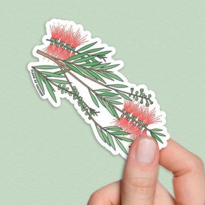 Australian Bottlebrush Flower Sticker, Native Australian Plant Decal, Aussie Botanical Art, Gifts from Australia, Floral Sticker