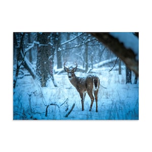 May include: A white-tailed deer with antlers stands in a snowy forest during a light snowfall. The deer is positioned in the centre, facing towards the left, with its brown fur contrasting against the blue-toned, snow-covered woodland landscape.