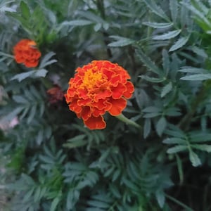 May include: Close-up of vibrant orange marigold flowers with ruffled petals and a yellow center, surrounded by green foliage. The image captures the intricate details of the flower's texture and color.