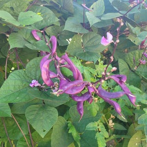 May include: Close-up of a plant with large green leaves and vibrant purple pods. The pods are curved and clustered, with a few small pink flowers visible. The plant appears to be growing in a natural environment.