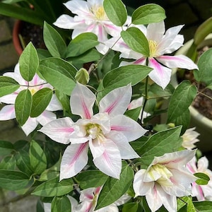 Clematis ‘Andromeda’ - Planta viva 12P | Flor grande listrada | Trepadeira romântica para vasos e treliças | Perene