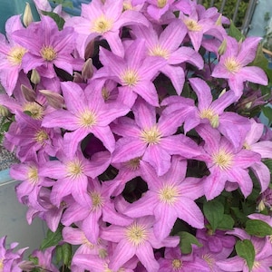 May include: A cluster of vibrant, light purple clematis flowers in full bloom. The petals have a delicate, star-like shape with a yellow center. Green leaves provide a contrasting backdrop to the profusion of blossoms, creating a lush, floral display.