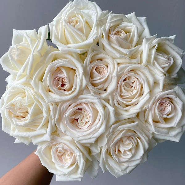Roos【Jeanne Moreau】1,5 gallon (ca. 5,7 liter) levende plant op eigen wortel | Sterke citroengeur | Snelle groei | Grote bloem | Hittebestendig | Ivoorwitte bruidsroos