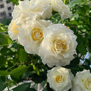 May include: A cluster of blooming white roses with soft yellow centres and ruffled petals. The flowers are surrounded by vibrant green leaves on a leafy stem, showcasing multiple layers of delicate petals in a full, rounded floral arrangement.