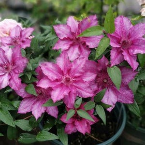May include: Close-up of vibrant pink clematis flowers with multiple petals and dark centers, surrounded by green leaves. The flowers are in full bloom, showcasing their intricate details. The image also includes soft pink roses.