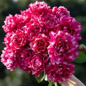 May include: A bouquet of vibrant pink roses with white edges, held against a blurred green background. The flowers are in full bloom, showcasing their layered petals. A single green bud and leaves are also visible.