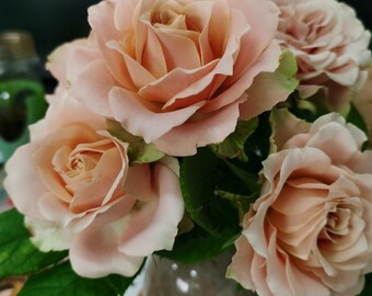 Rare Rose【kokoro No Kizan】1.5 Gal Own Root Live Plant| こころの