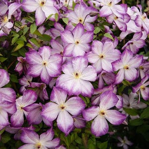 May include: Close-up of a cluster of clematis flowers. The flowers have white petals with purple edges and a yellow center. Green leaves are visible in the background. The flowers are in full bloom.