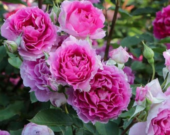 Rose【scheherazade| シェエラザード】-1.5 Gal Ownroot | Rare Rose