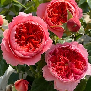 Peut inclure: Gros plan sur plusieurs roses roses avec des centres rouge foncé et de multiples pétales. Les roses sont en pleine floraison, avec quelques boutons visibles. Des feuilles vertes servent de toile de fond. Les fleurs sont dans un jardin.