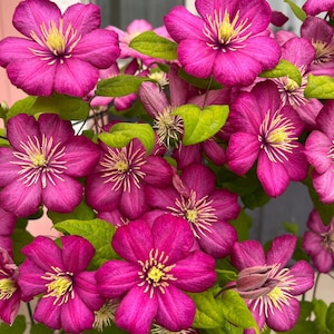 Könnte beinhalten: Nahaufnahme von leuchtend pinkfarbenen Clematisblüten mit gelben Zentren und grünen Blättern. Die Blüten haben mehrere Blütenblätter und sind in voller Blüte, was eine üppige, farbenfrohe Darstellung ergibt. Das Bild zeigt die Schönheit der Pflanze.